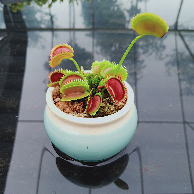 新款陶瓷盆捕蝇草盆栽食人花超大食虫植物食蝇草捕苍草室内阳台