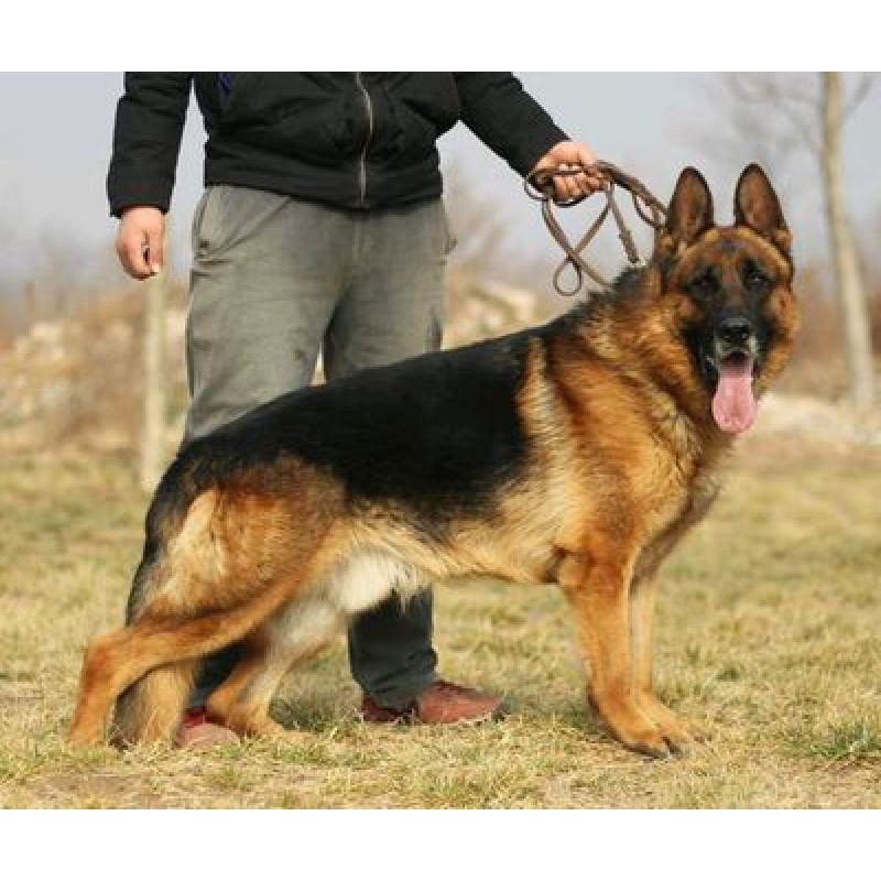 德牧犬幼犬德国牧羊幼犬大型犬黑背军犬警犬小狼狗看狗