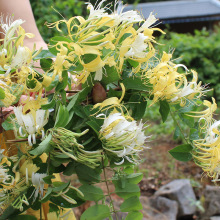 野生金银花茶清香花草茶深山采摘金银花批发散装养生茶金银花茶正