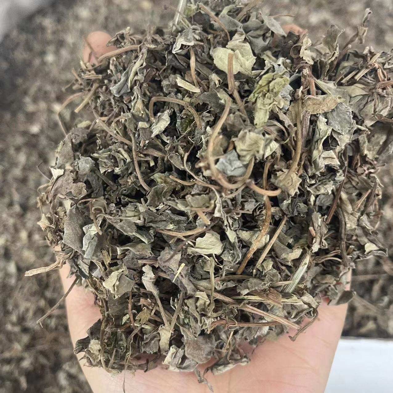 小叶金钱草 金钱草 中药材供应批发-阿里巴巴