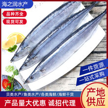 供应批发海鲜秋刀鱼 海鱼新鲜鱼鱼烧烤食材深海鱼