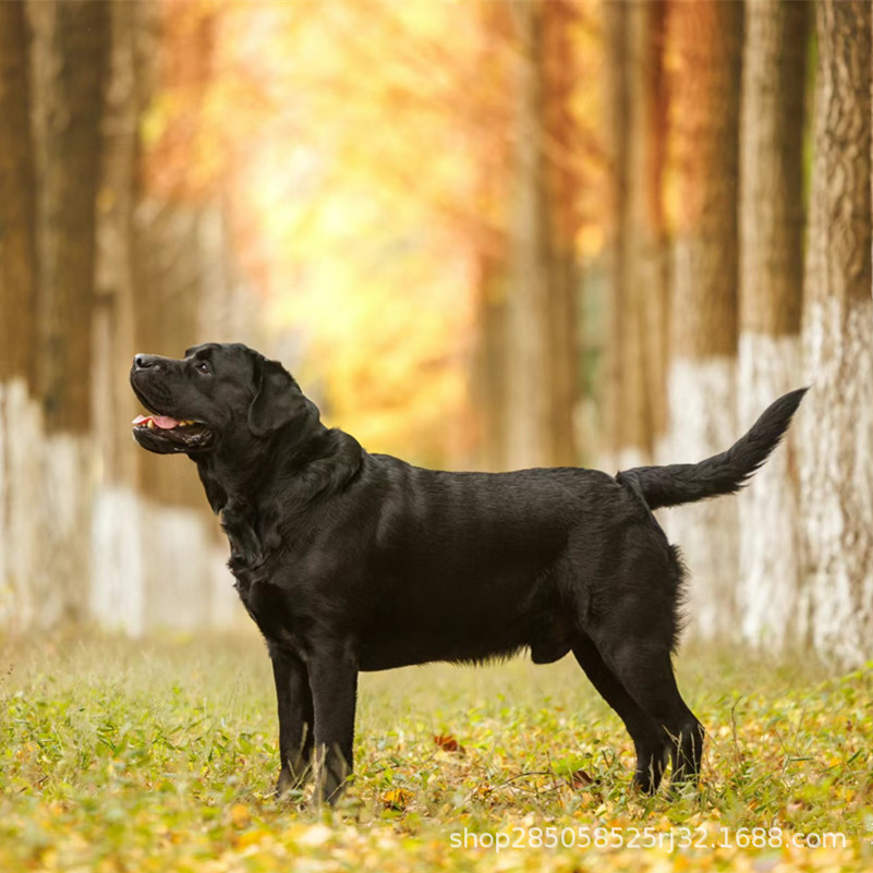 纯种双血统拉布拉多幼犬活体黑色拉布拉多犬宠物犬家庭伴侣犬