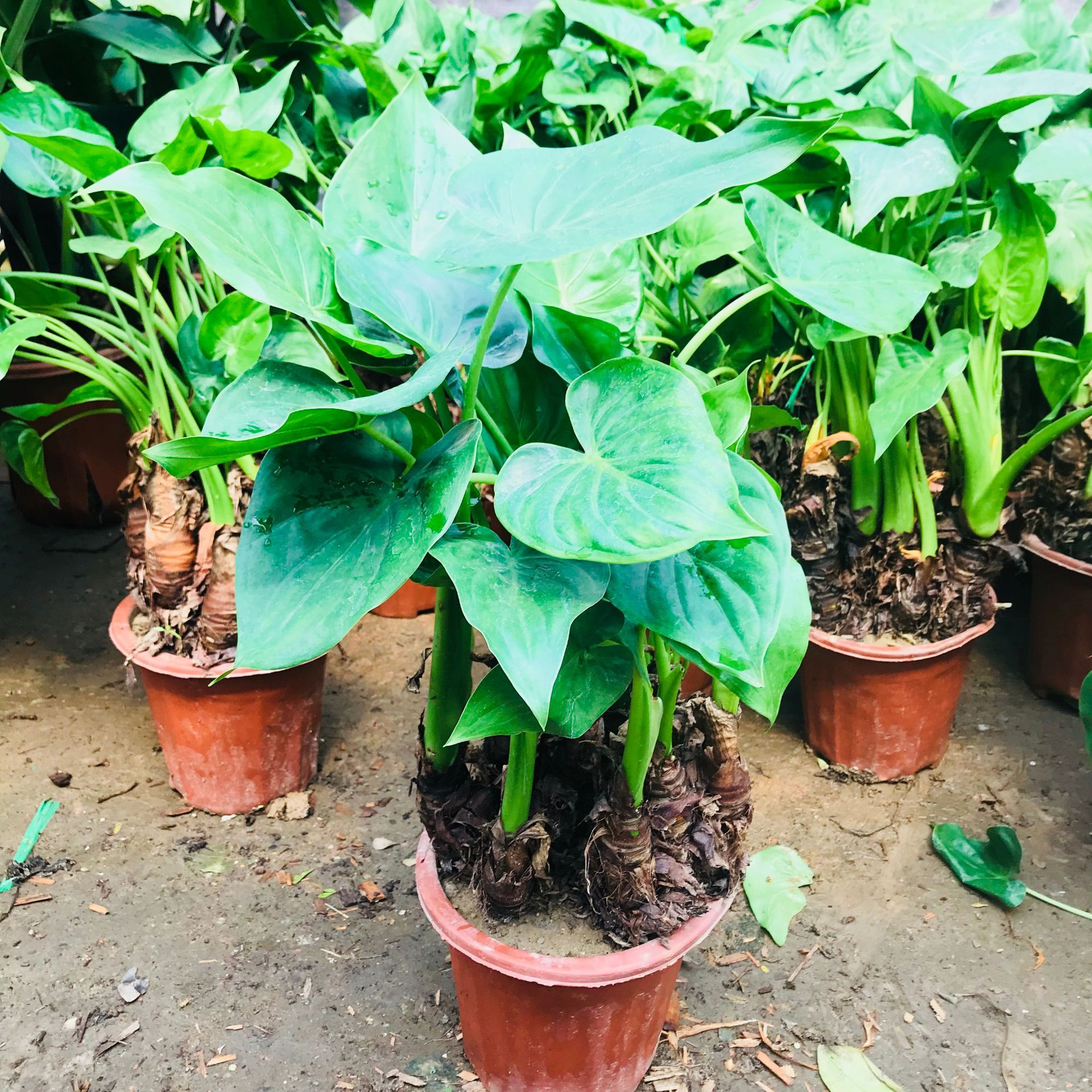 客厅绿植花卉盆栽 水培土养滴水观音 千手观音吸甲醛净化空气盆栽