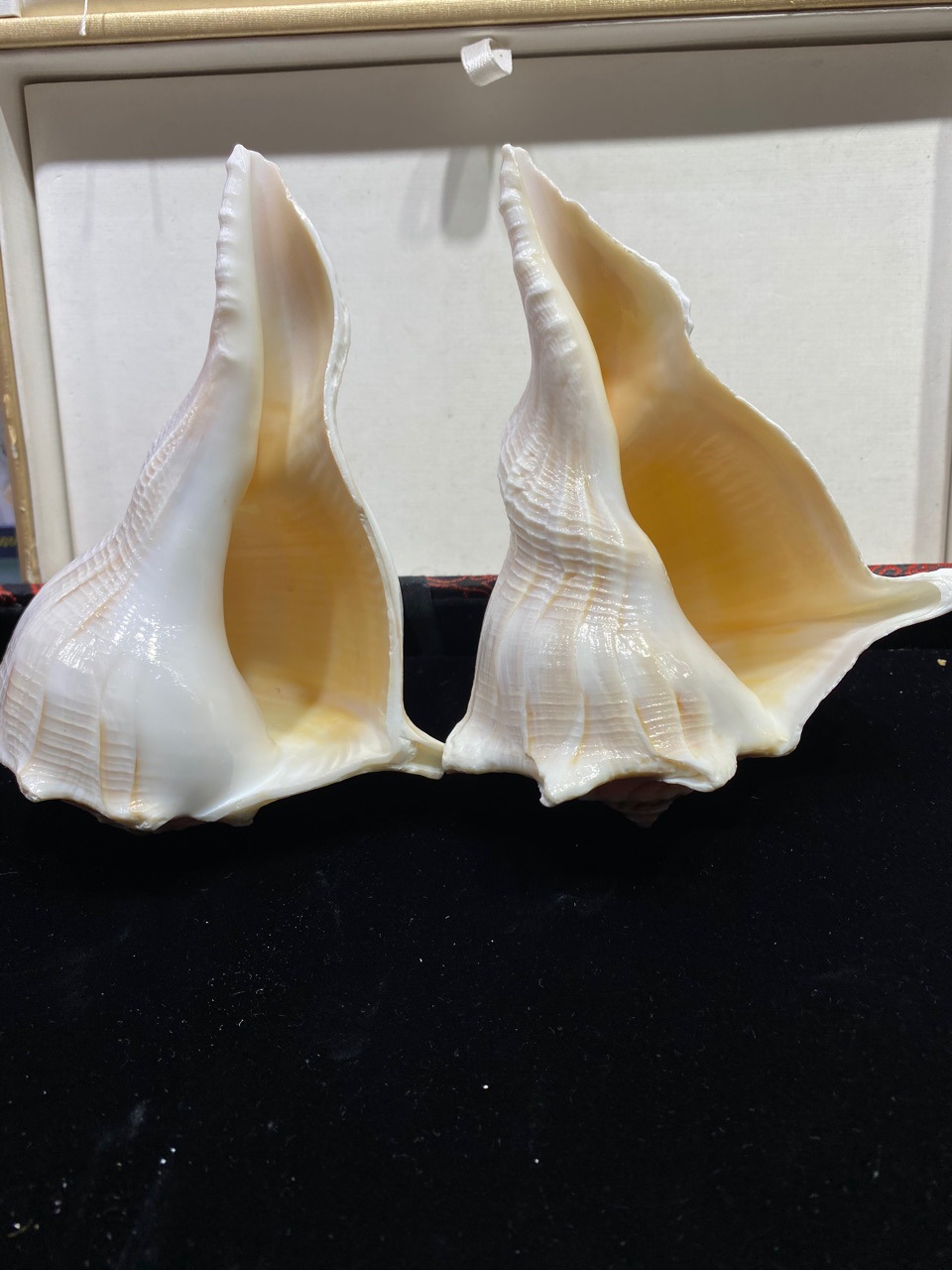 10-15厘米左旋螺 稀少品种 左旋法螺 供奉海螺 天然大海螺摆件