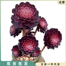 黑法师多肉植物老桩多头多肉法师系列室内花卉绿植盆栽