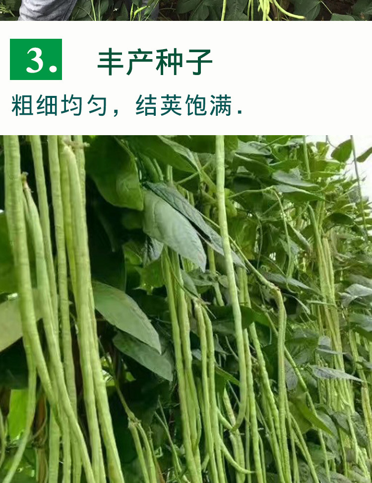 满把抓长豆角种子 农田菜园中早熟嫩绿荚肉厚嫩脆长豆角蔬菜籽