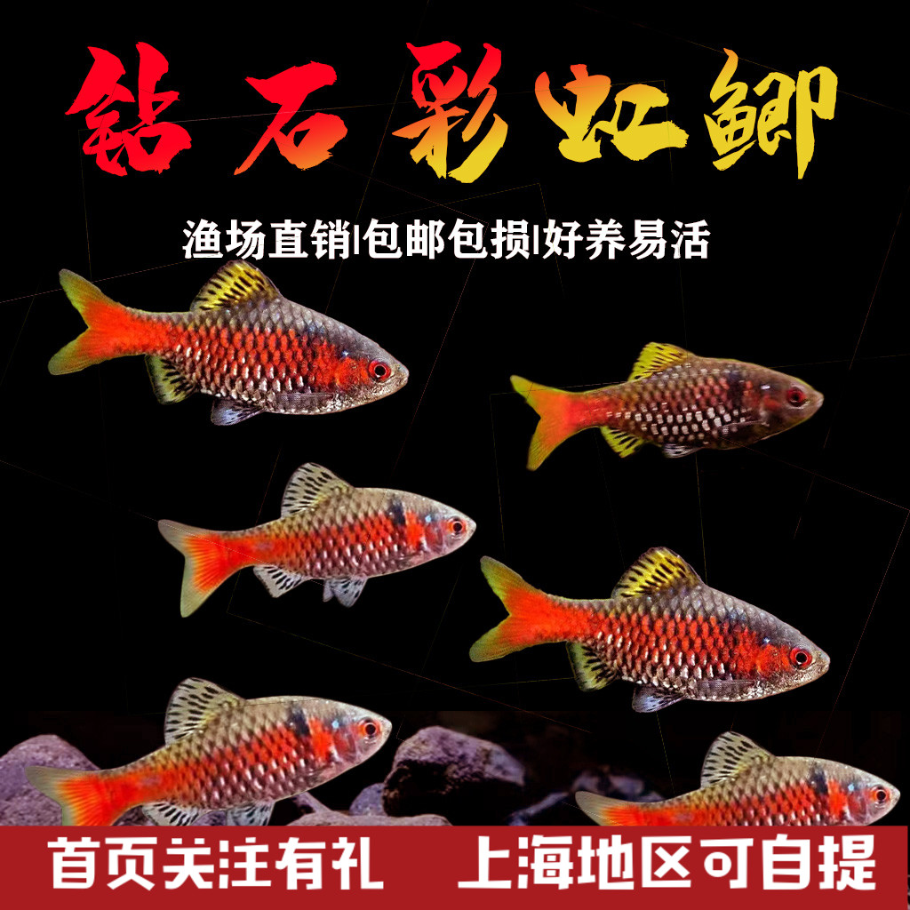 钻石彩虹鲫进口鲤科冷水耐寒耐养热带鱼原生鱼小型活体群游观赏鱼