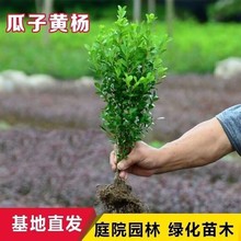 小叶黄杨苗瓜子黄杨苗金边黄杨四季常青庭院绿篱树苗