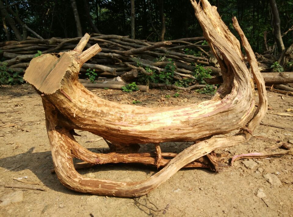 血毛料装饰摆件树根木型造景随毛料根毛料柏件枯木柏木料红根雕沉