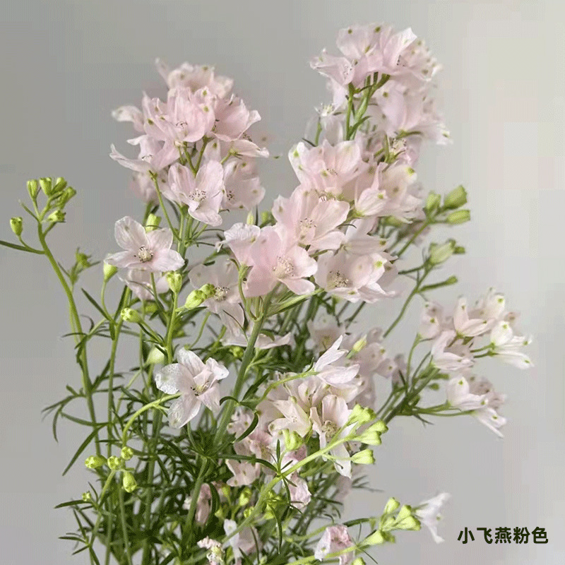 【小飞燕千鸟飞燕 大飞燕】 鲜切花 昆明基地新鲜批发 居家婚庆