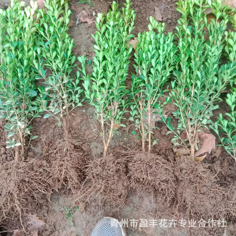 基地批发大叶黄杨冬青卫矛小米苗 道路绿化苗木工程用苗量大优惠
