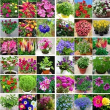 花种子组合混色多年生四季开花不断盆栽阳台庭院公园观赏花卉