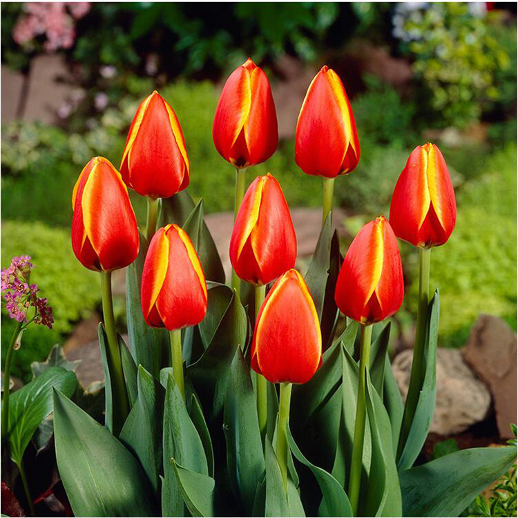 荷兰进口郁金香种球五度球四季开花室内外耐寒好养水培郁金香种子