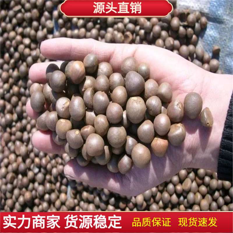 绿茶种子 特早茶种子耐寒茶叶种子 茶树籽 各种茶叶种子 播种种籽