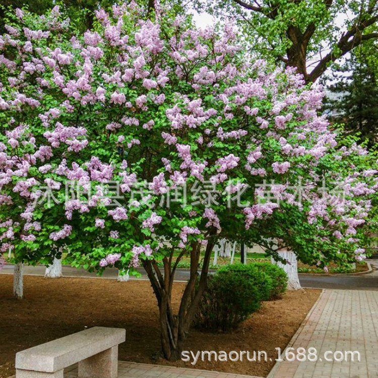 供应丁香花树苗 盆栽植物花卉绿植庭院花坛观花卉紫丁香花苗