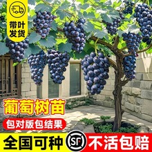 巨峰葡萄树苖特大老桩阳光玫瑰盆栽南方北方庭院种植地栽爬藤杯苗