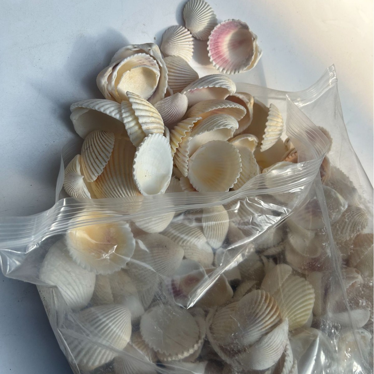 天然海螺贝壳 地中海装饰手工制作鱼缸造景按斤批发 椰子贝-阿里巴巴