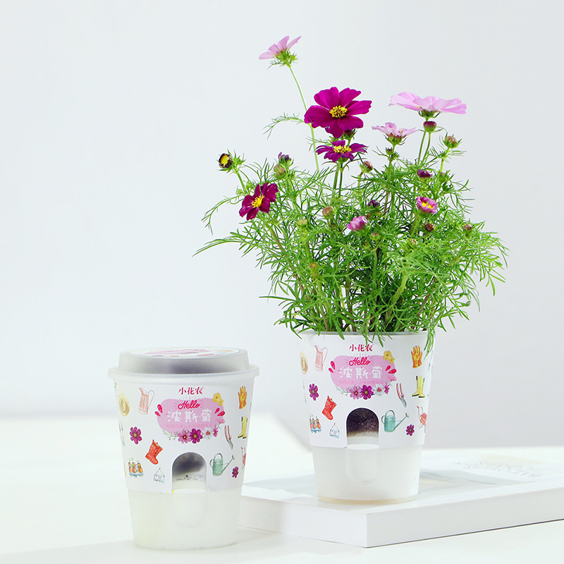 Wholesale Small Flower Farmer Desktop Plant Primary School Student Plant Observation Cup 24 Self-Absorbent Planting Cup