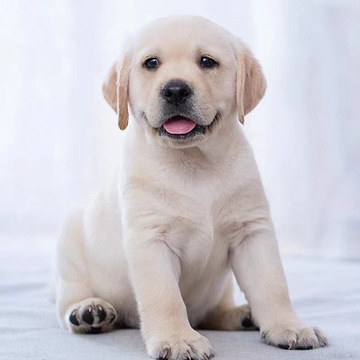 出售纯种双血统拉布拉多犬活体幼犬宠物狗宠物犬拉布拉多幼崽小狗