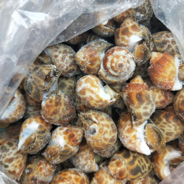冷冻花螺东风螺20斤包邮商用捞汁麻辣海鲜原材料自助餐火锅食