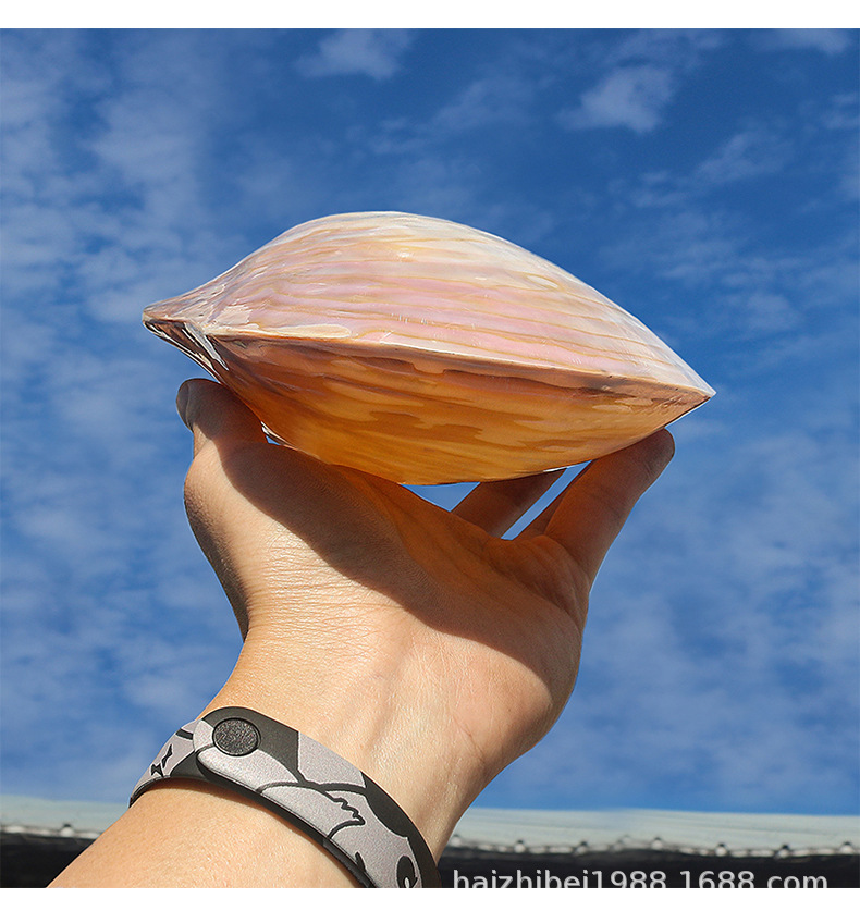 超大珍珠贝天然海螺贝壳光泽双面壳地中海家居装饰摆件创意收藏品