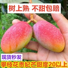 【树上熟】四川攀枝花小贵妃芒果新鲜整箱水果贵妃芒果