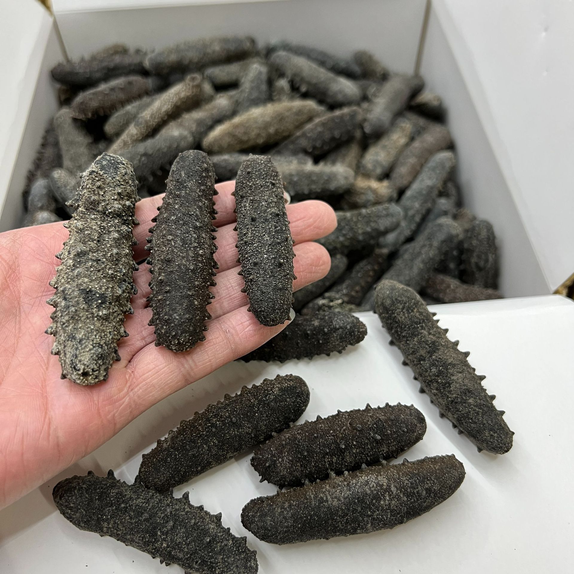 日本北海道天然野生关西参海参干货直销纯淡干辽刺参20-300头