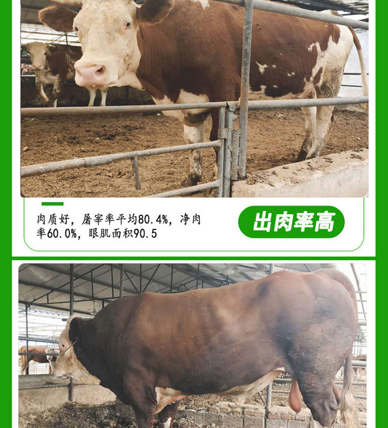 西门塔尔牛肉牛小牛犊 直供西门塔尔牛 西门塔尔牛300