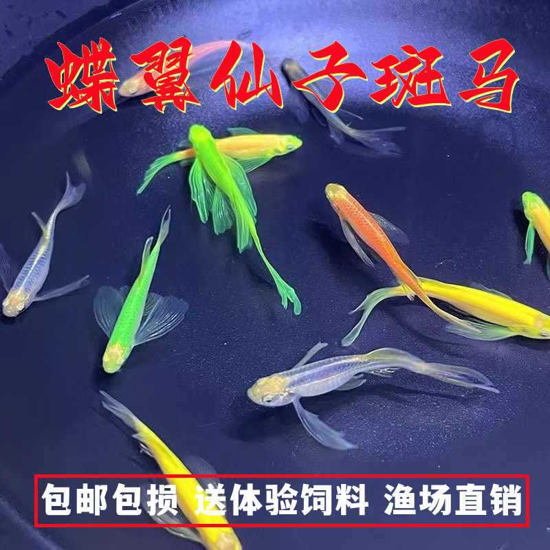 精品蝶翼斑马鱼长尾长鳍冷水鱼观赏鱼荧光冷水鱼小型热带鱼活体鱼
