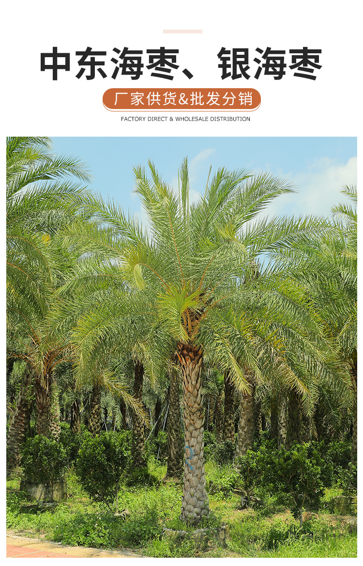 中东海枣银海枣树 热带树海边风景庭荫树 工程报价棕榈林刺葵批发