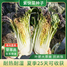 紫天使快菜种子小白菜种籽四季春季夏秋冬季种植庭院盆栽蔬菜种孑