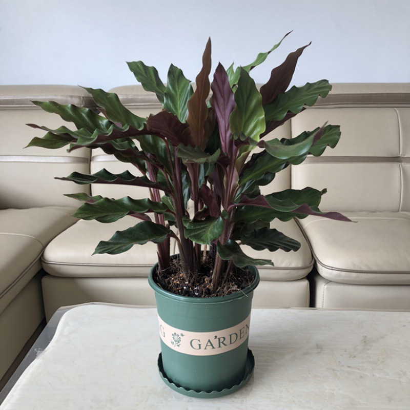 波浪竹芋室内外水培盆栽四季常青紫背喜植物吸甲醛净化空气