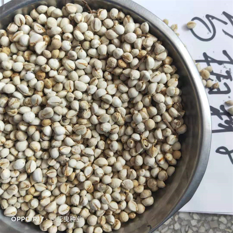 批发零售新采乌桕种子腊子树种子 腊子树桕子树木种子树林木种籽