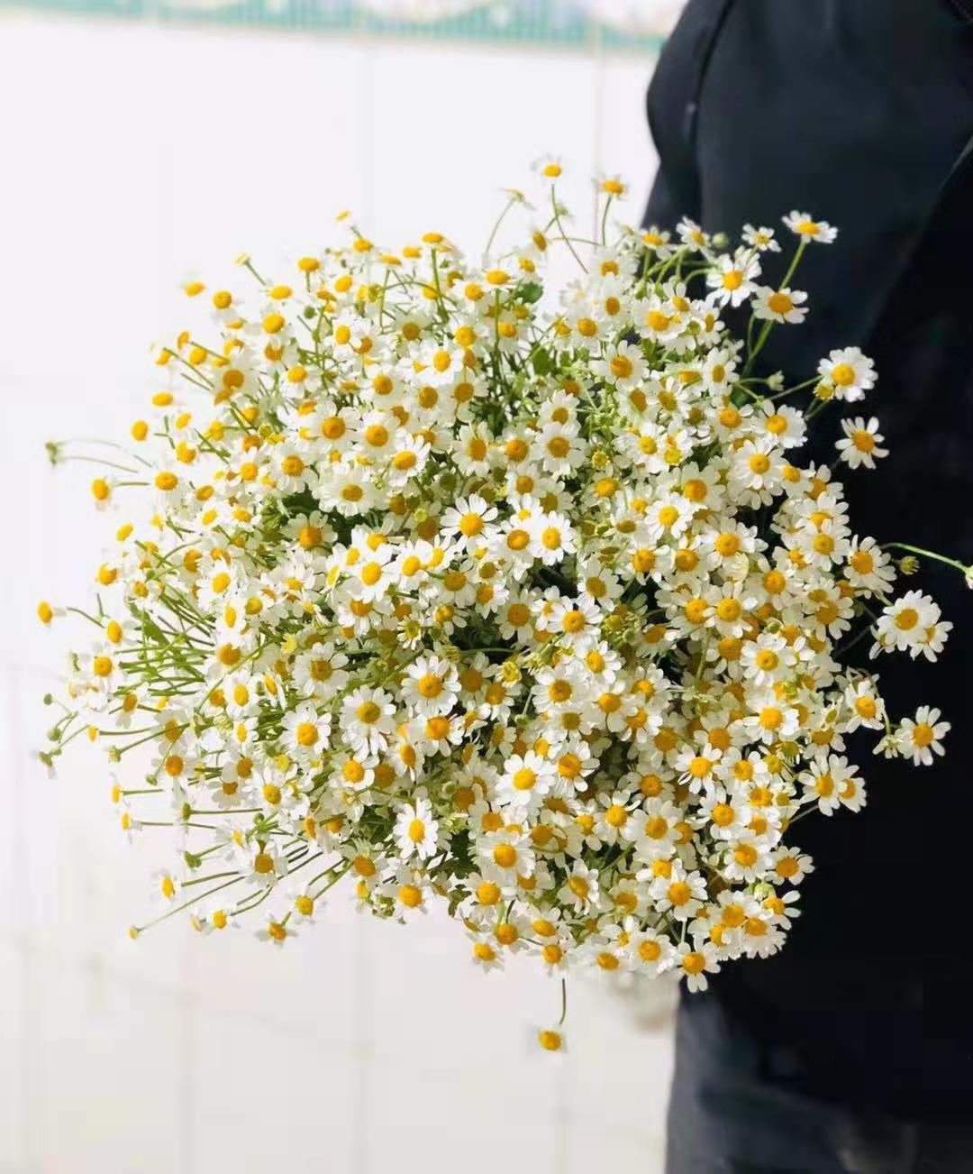花香花语】云南昆明鲜花洋甘菊鲜花 6-15支一扎 家庭花艺插花用花