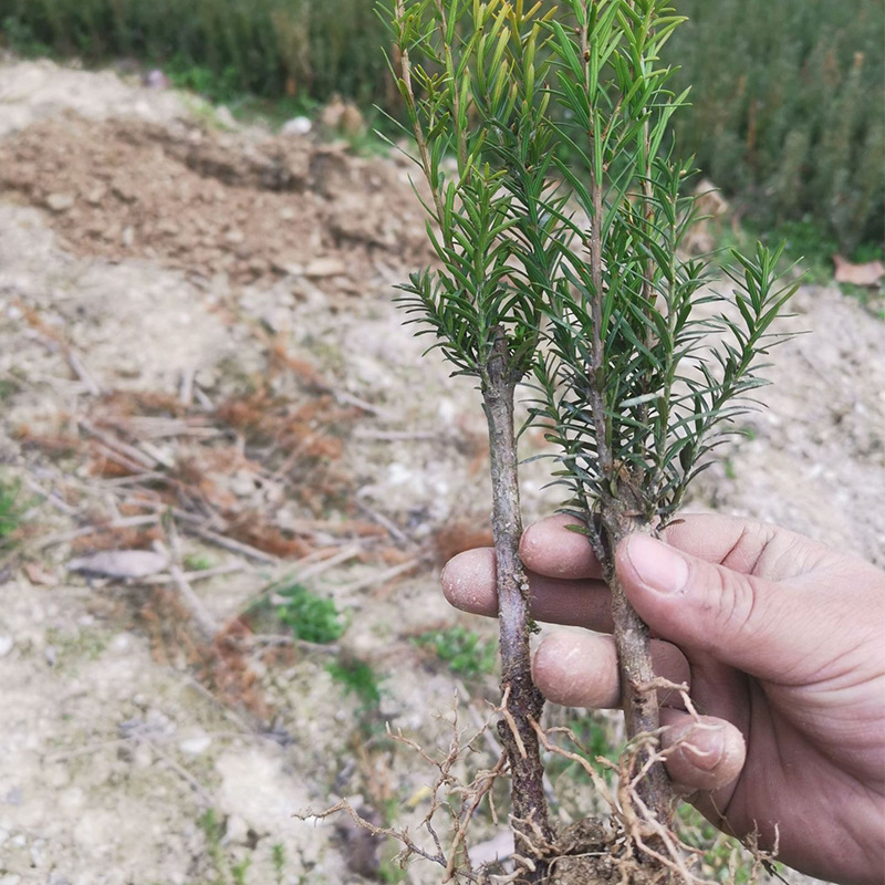基地批发 曼地亚红豆杉2年粗杆小苗观赏绿化红豆杉树苗园林工程树
