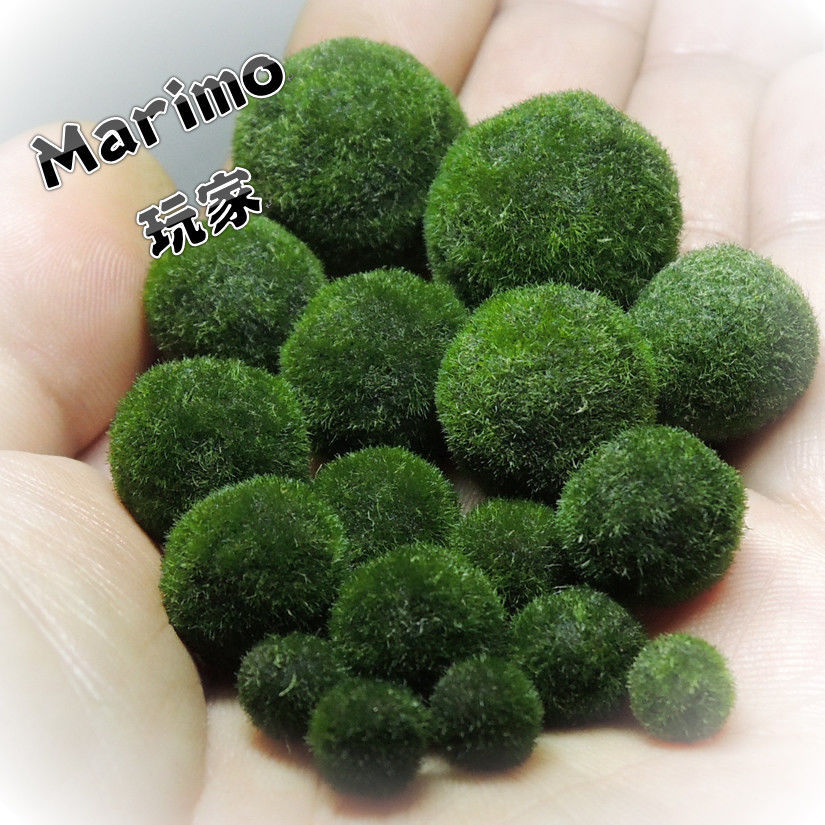 marimo玩家炸毛海藻球微景观水生水培植物单球小号套餐包邮