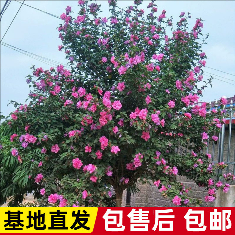 树苗花苗重瓣丛生当年开花绿化庭院植物篱笆墙围栏苗