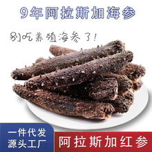 红参美国阿拉斯加北美9年海参红参淡干货刺参500克包邮非大连参