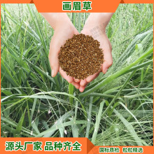 小区绿化草坪种子 多年生草籽道路景观绿化狗牙根画眉草种子批发