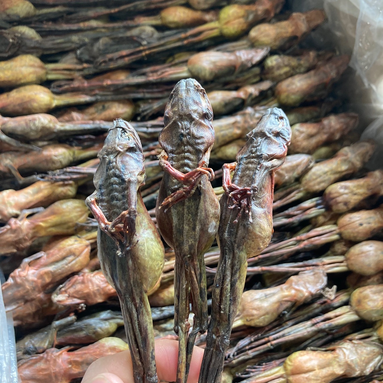 林蛙干 雪蛤干整只东北长白山林蛙干10克一支雪蛤油正品林蛙油