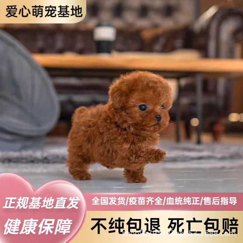 纯种泰迪幼犬活体爆红泰迪灰泰迪小型犬双血统宠物泰迪幼崽狗活物