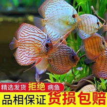 七彩神仙鱼热带鱼观赏鱼虎纹德松天子蓝红妃豹点 特价2-10厘米