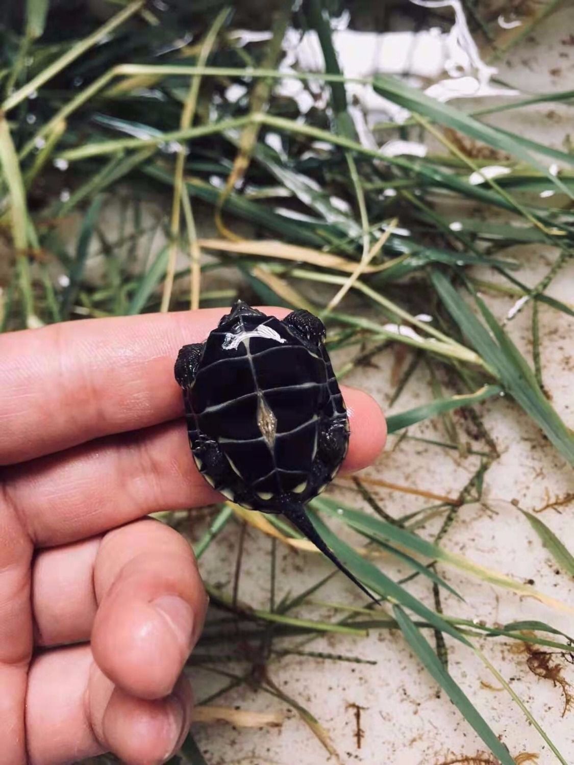 黑腹墨龟苗活体全黑小乌龟外塘中华草龟苗镇宅风水招财长寿顶墨苗