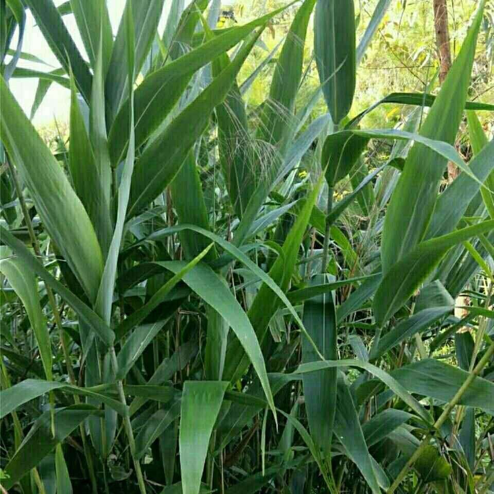 粽叶新鲜野生粽子芦苇箬大号端午节粽子芒广西批发代发市代销热