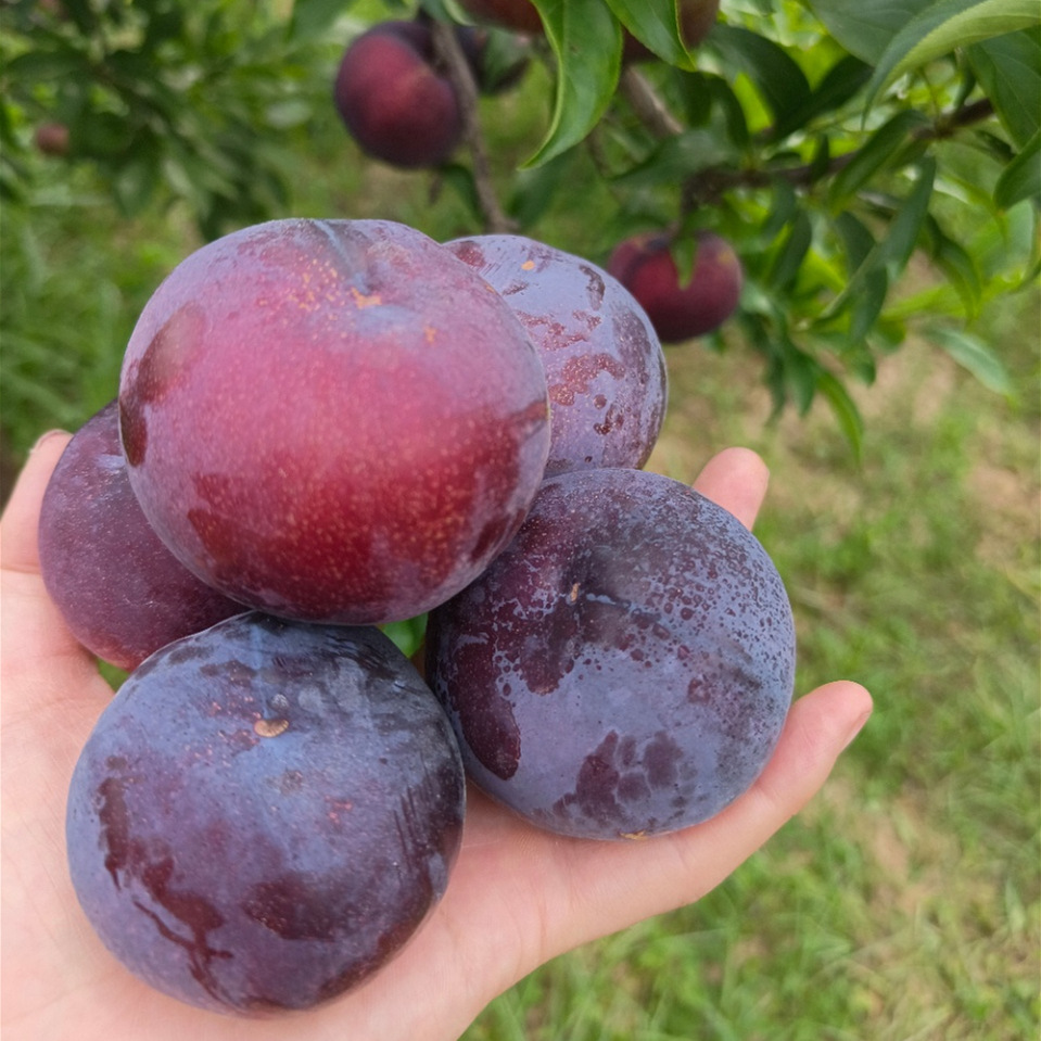 风味玫瑰血丝李5斤新鲜当季孕妇水果红肉黑布林三华恐龙蛋李代发