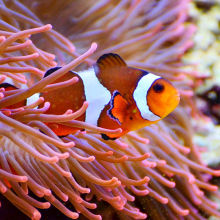 海水鱼活体珊瑚鱼海水观赏鱼/青衣/促销_阿里巴巴找货神器