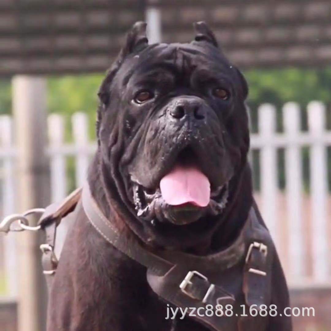 批发纯种卡斯罗幼犬活体狗狗虎皮卡斯罗护卫犬工作犬宠物犬宠物狗