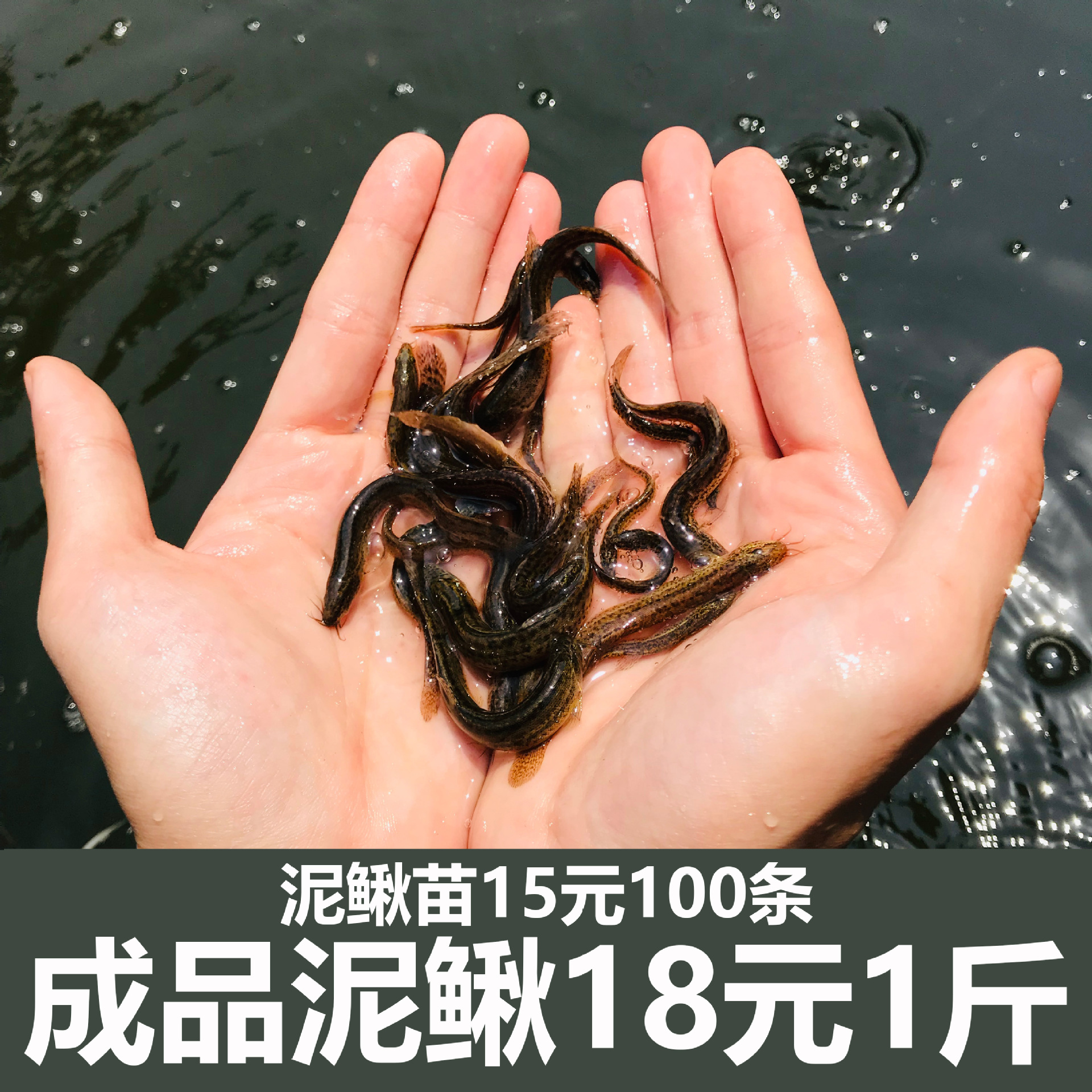 台湾泥鳅苗活体淡水养殖泥鳅苗放生宠物鱼观赏鱼饲料小泥鳅活体鱼