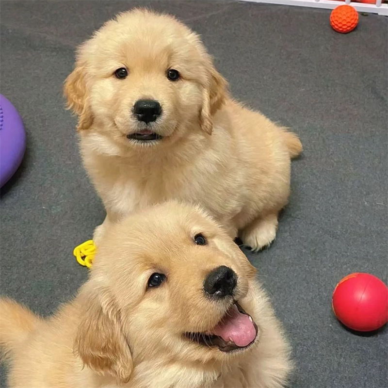 纯种金毛幼犬活体 大头版大骨架金毛犬 家庭伴侣犬温顺好训练导盲