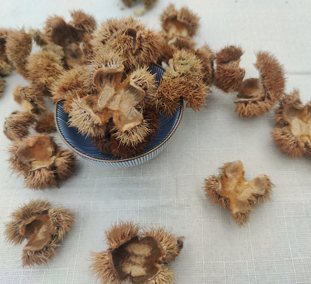 【l板栗】-l板栗厂家,品牌,图片,热帖-阿里巴巴